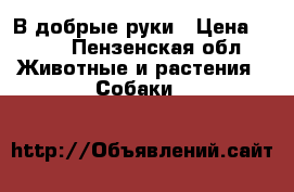 В добрые руки › Цена ­ 100 - Пензенская обл. Животные и растения » Собаки   